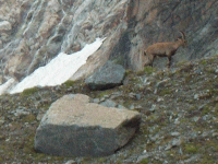 ein Steinbock