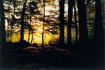 Bild 8 Findlingswald
