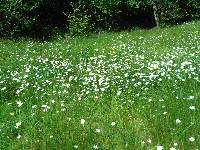 Wanderimpressionen aus dem Pfaelzer Wald 2009