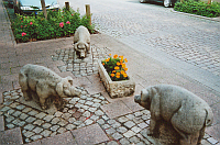 Rinteln, Schweine ausw Stein